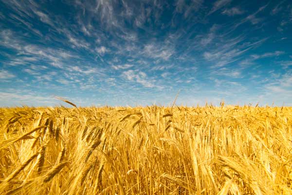 wheat-russia-import